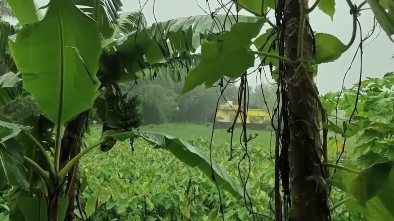 Rain Sounds for Relaxation and Focus | Soothing White Noise for Studying or Sleeping