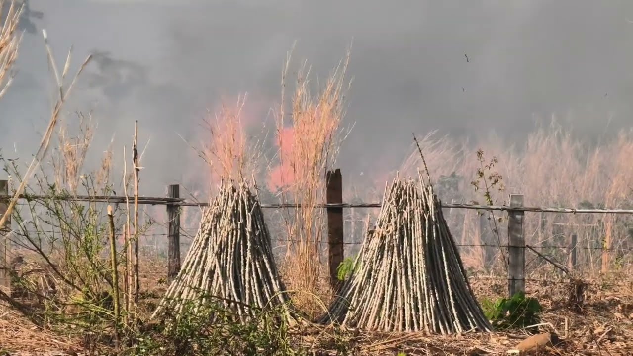 ไพไหม่ไร่มันชาวบ้าน/ໄພໄຫມ່ໄຮ່ມັນ