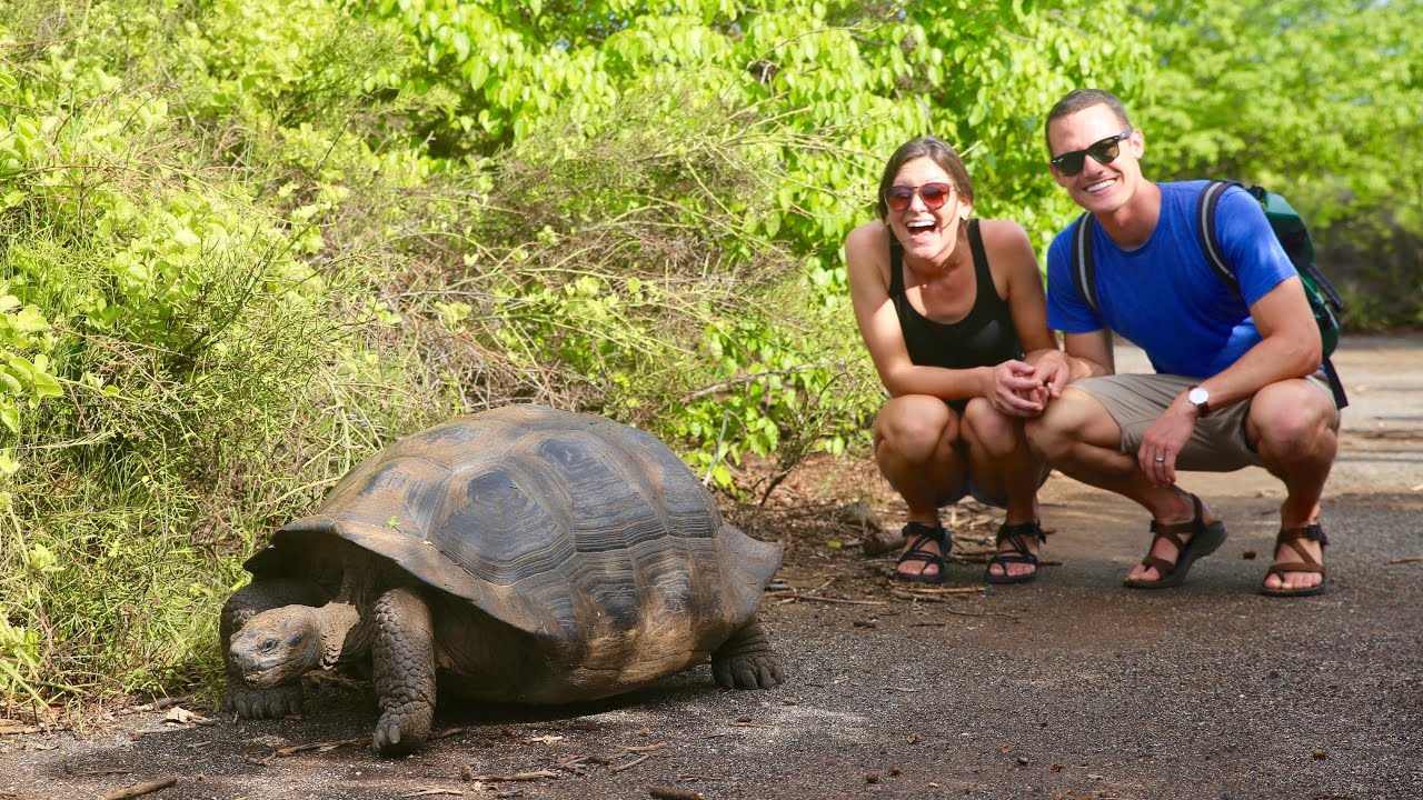 Giant Land Tortoises! They barely noticed us | Galapagos Cruise Day 3