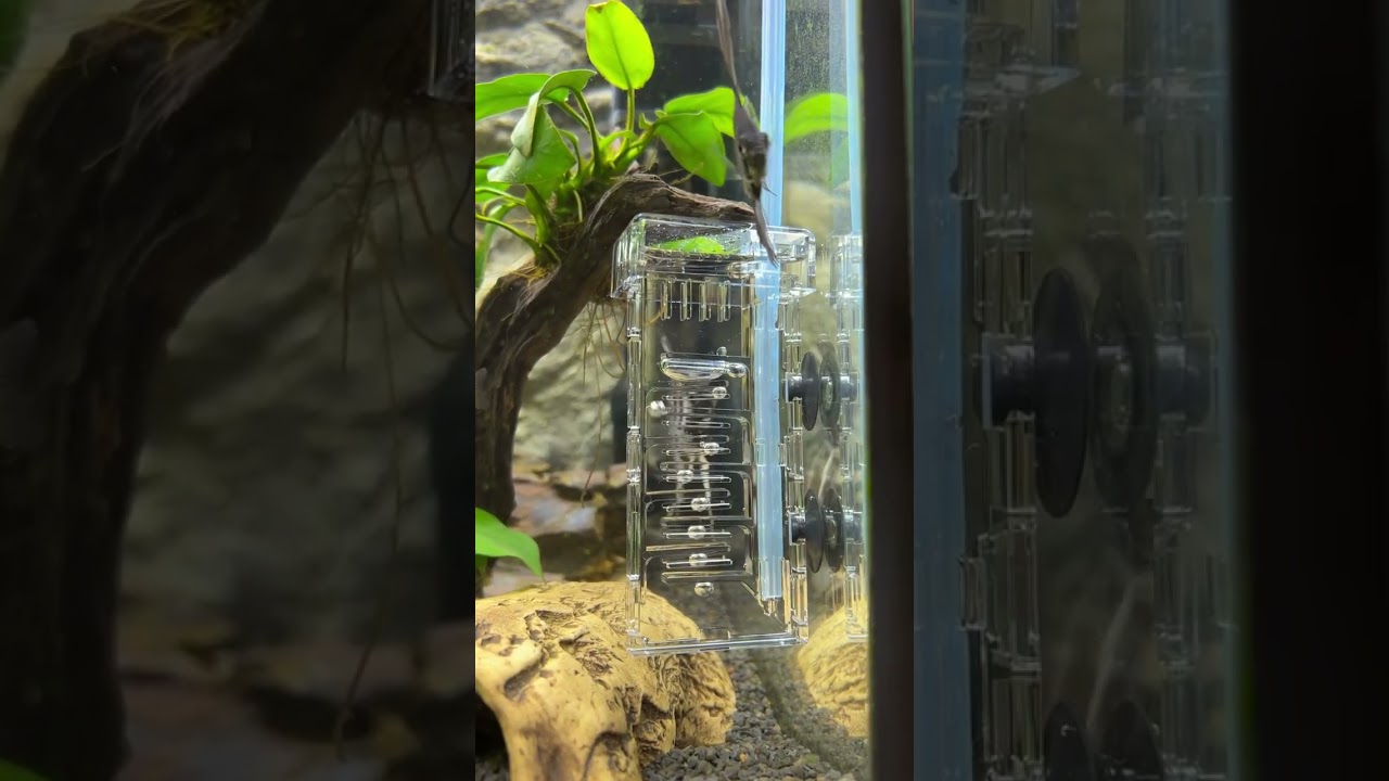 #dennerle #fishtank #co2 #aquarium