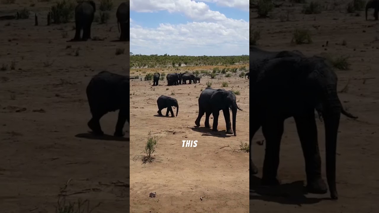 The Secret Superpower of Elephant Feet: Hearing Through Vibrations 🐘🔊