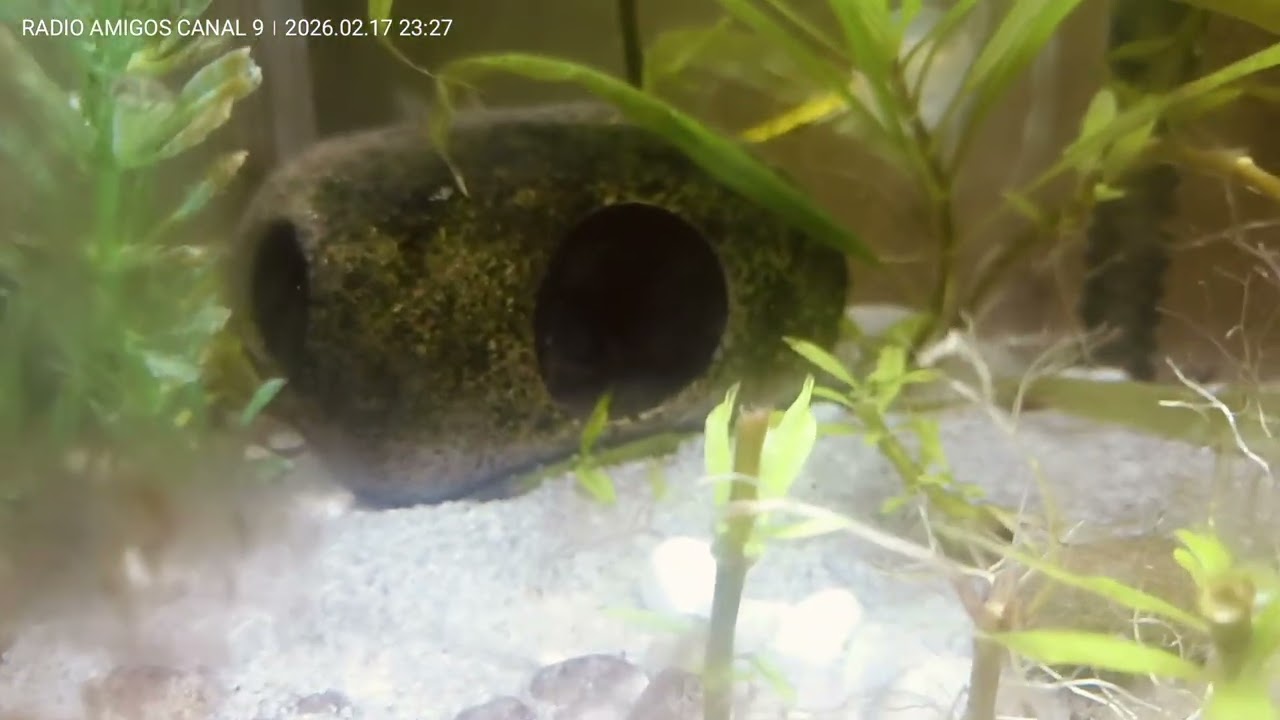Los peces parte de la familia