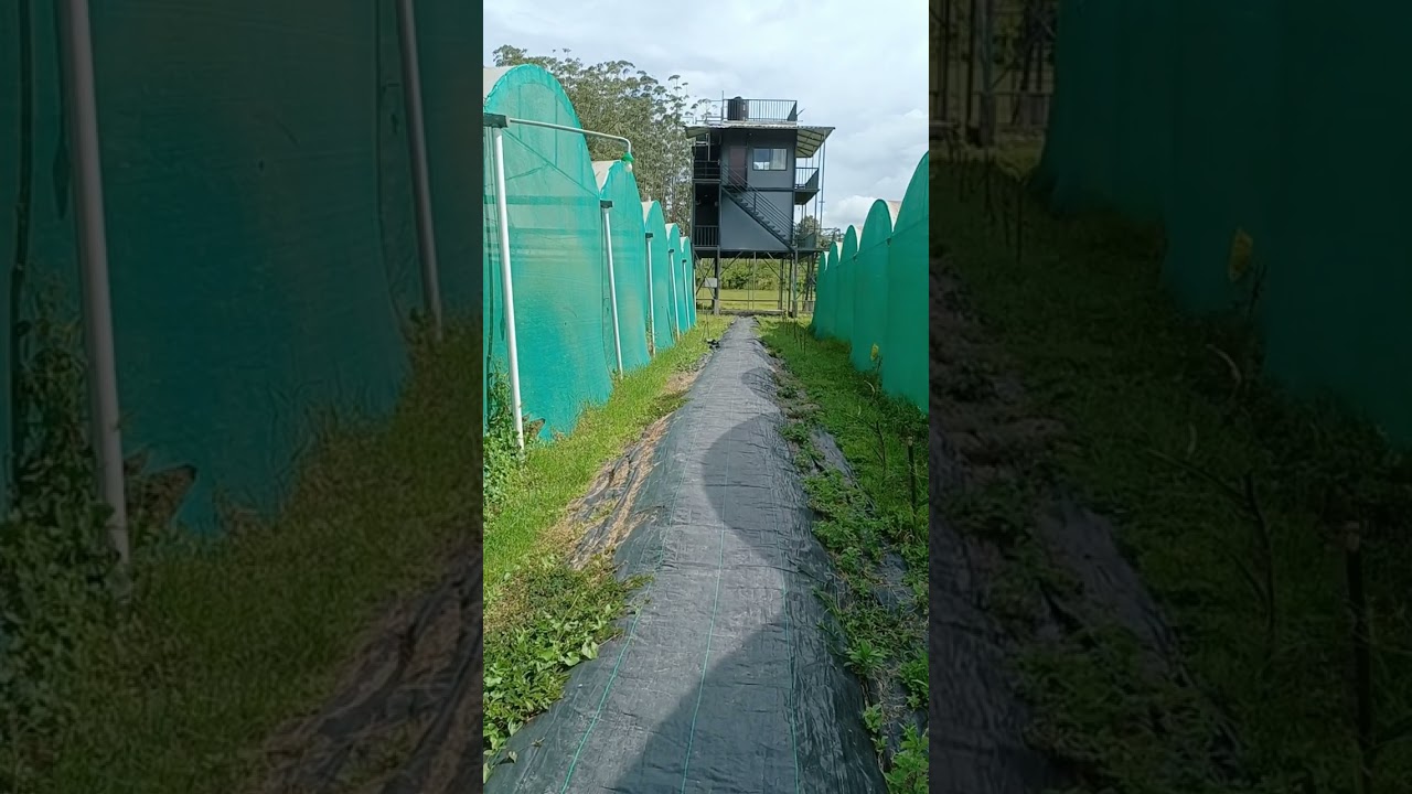 Ammoos farm...Muthanga  wayanadu