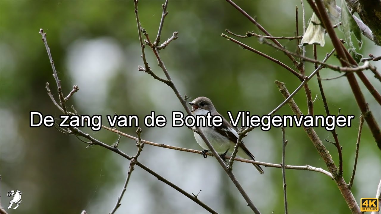 De zang van de Bonte Vliegenvanger
