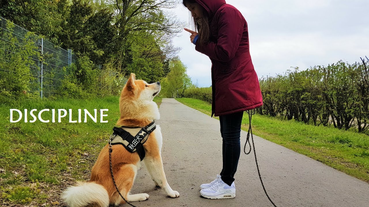 AKITA INU - Discipline | 秋田犬