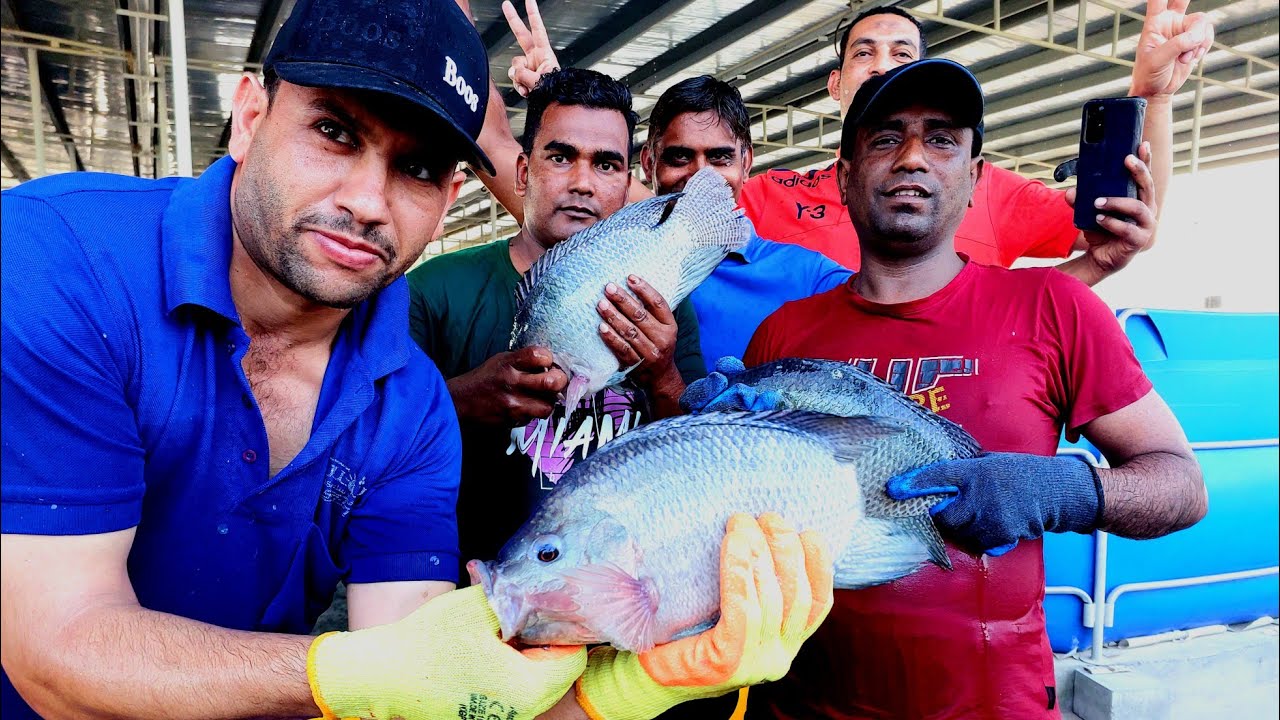 Oman Biofloc fish farm #biofloc #bioflocfish #bioflocsystem #biofloctanks #tilapia