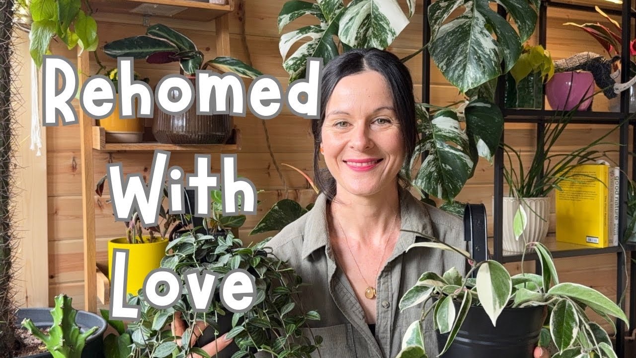 Rescued And Rehomed Plants Now Living In My Plant Room 🌱