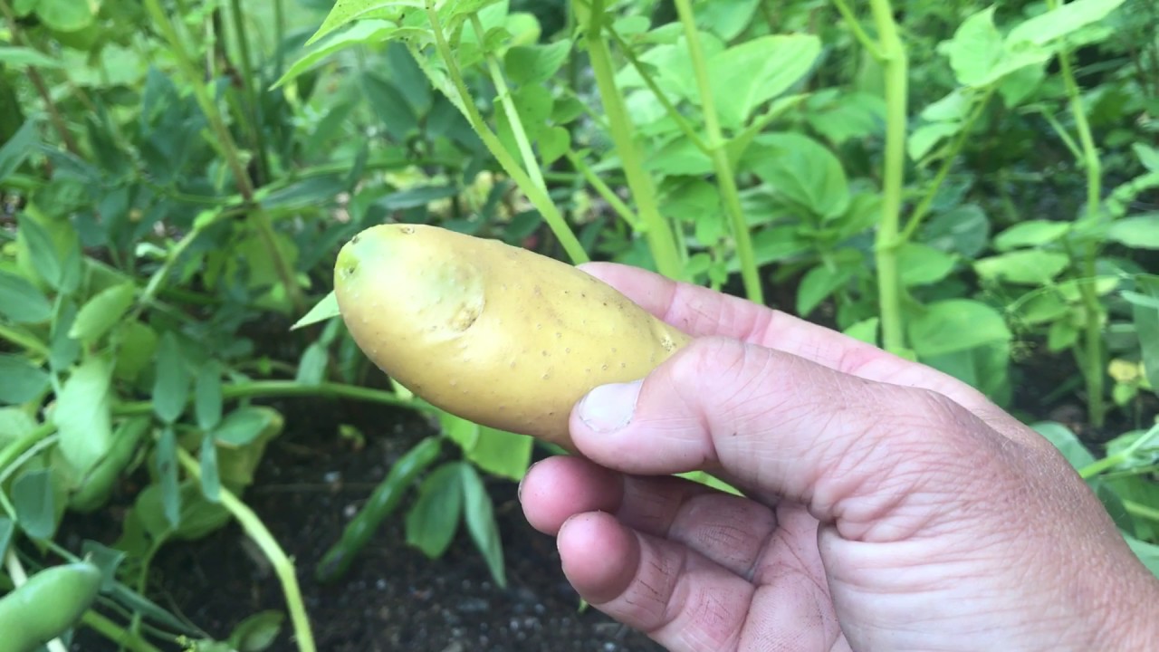 Egen s&auml;ttpotatis -s&aring; h&auml;r g&ouml;r du! 3 saker att l&auml;gga p&aring; minnet om du vill odla ditt eget uts&auml;de