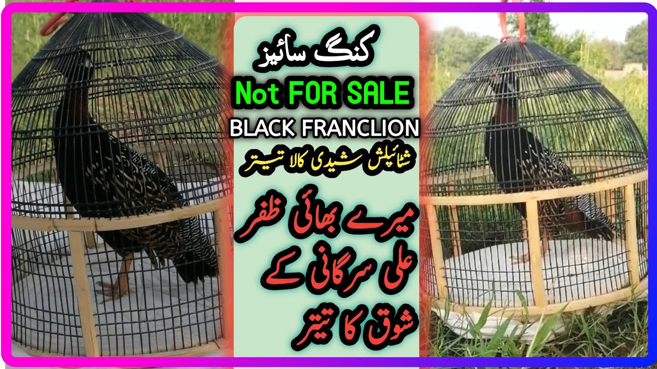 Black Francolin Sheedi Nasal | Speeder Kala Teetar | Chakri Wala Teetar | Beautiful Black Teetar