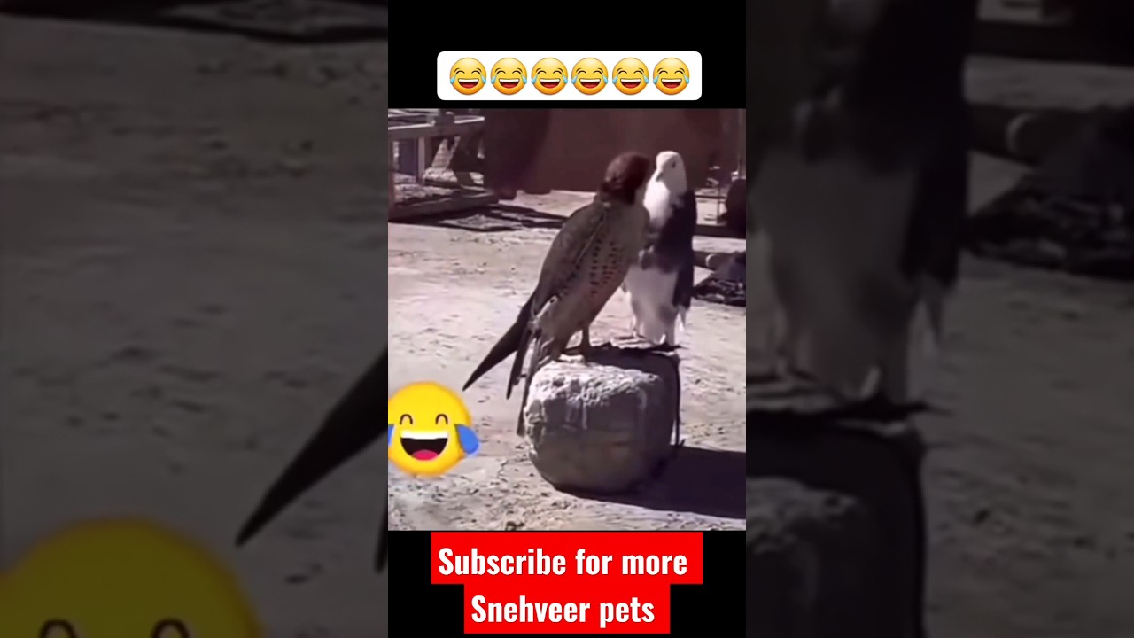 kabutar chil ko pata raha he 🤫😂🤣. #viral #views #like #subscribe #pigeon #kabutar #birds #shorts