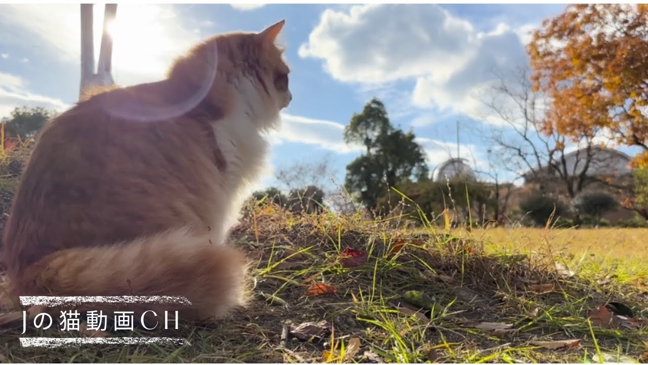 ふくちゃんの猫散歩｜猫とドライブ｜野良猫とお話し　Fuku-chan's Cat Walk