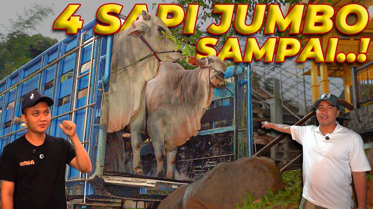 PENURUNAN KLOTER KE-2 SAPI QURBAN IRFAN HAKIM..!