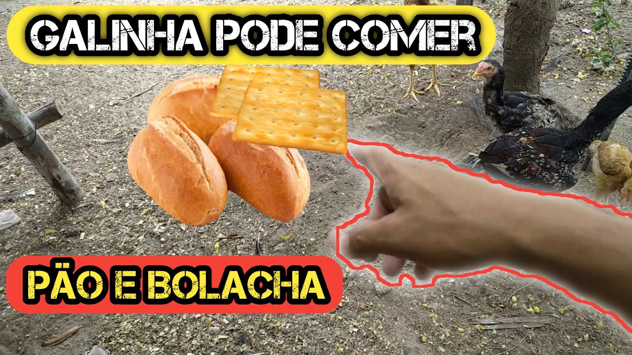 Alimento barato para criação de galinha caipira,Bolacha,pão,Galinha pode comer?🤔fala ae sial