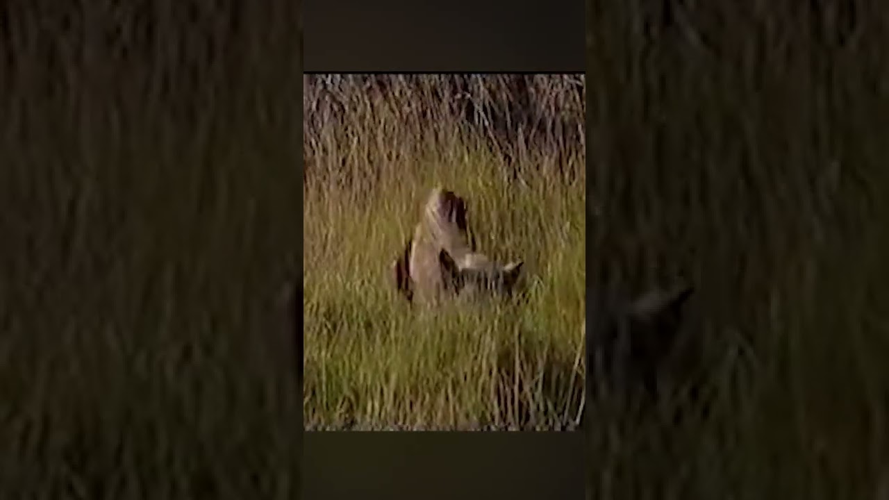 El Mejor Avistamiento del Tigre de Tasmania #SHORTS