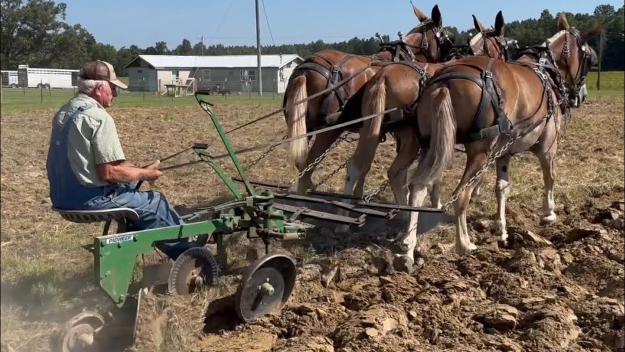Mule Plowing at Short Mountain, TN. #061