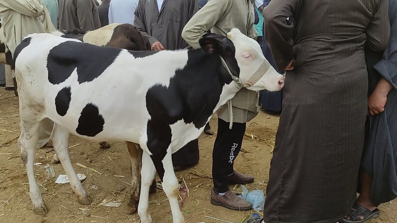 اسعار العجلات القنية اليوم (سوق دمنهور للمواشي