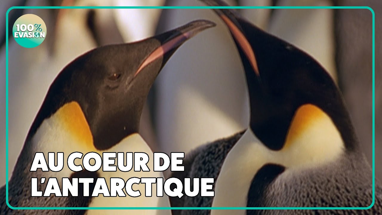 Survivre en Antarctique pendant 9 MOIS aux c&ocirc;t&eacute;s des manchots