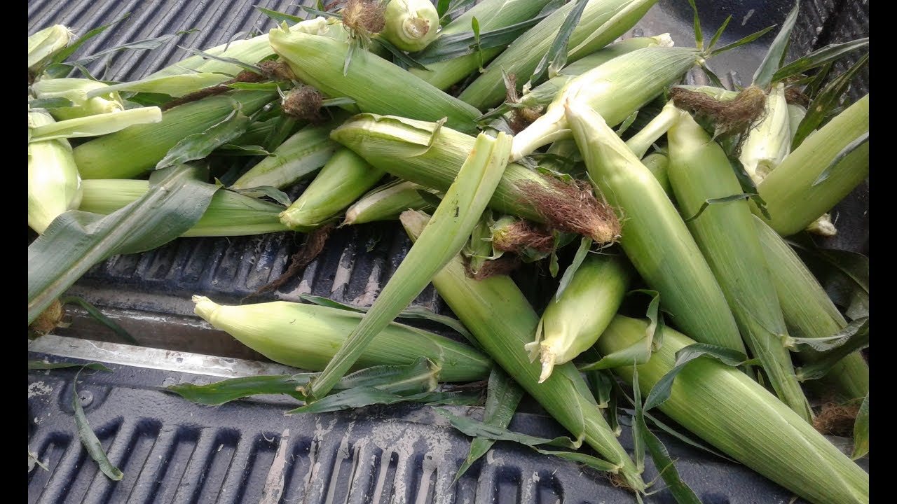 Final Sweet Corn Report Squirrel Damage Severe