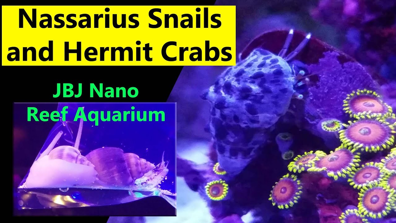 Nassarius Snails and Hermit Crabs for my JBJ Nano Aquarium