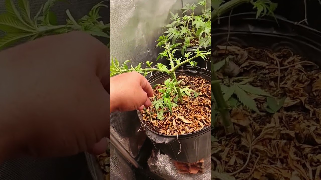 inicio de flora #canabis_sativa #growerscommunity