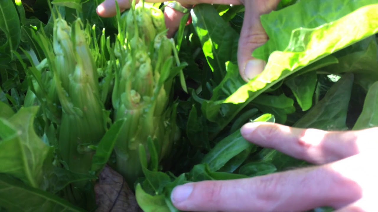 raccogliere le puntarelle 1- Tutorial Fattoria del Rocio