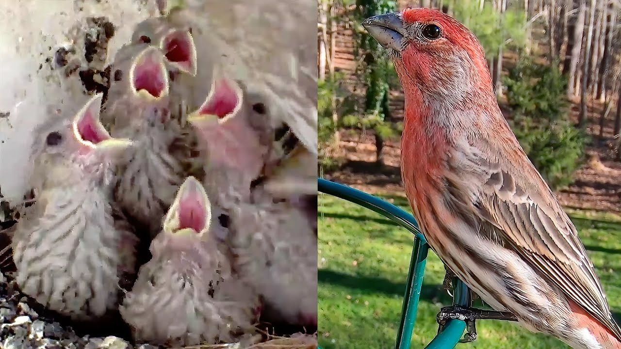 Time Lapse of Baby House Finches Inside the Nest with Live Cam