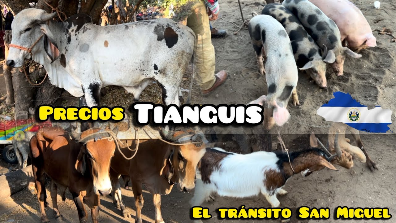 Como están los precios en el Tianguis, El Salvador 🇸🇻 #elsalvador #animales 