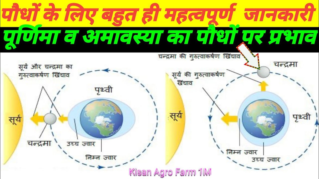 पूर्णिमा व अमावस्या का पौधों 🌱 पर क्या प्रभाव पड़ता है। बहुत ही महत्वपूर्ण जानकारी।#farming #kisan