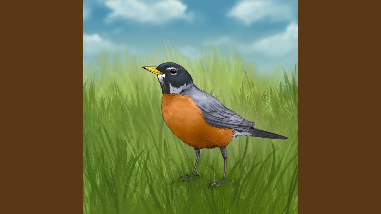 American Robin