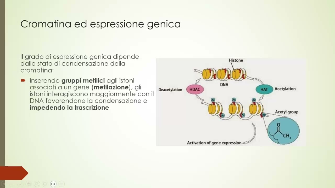 4.5 L'espressione genica negli eucarioti