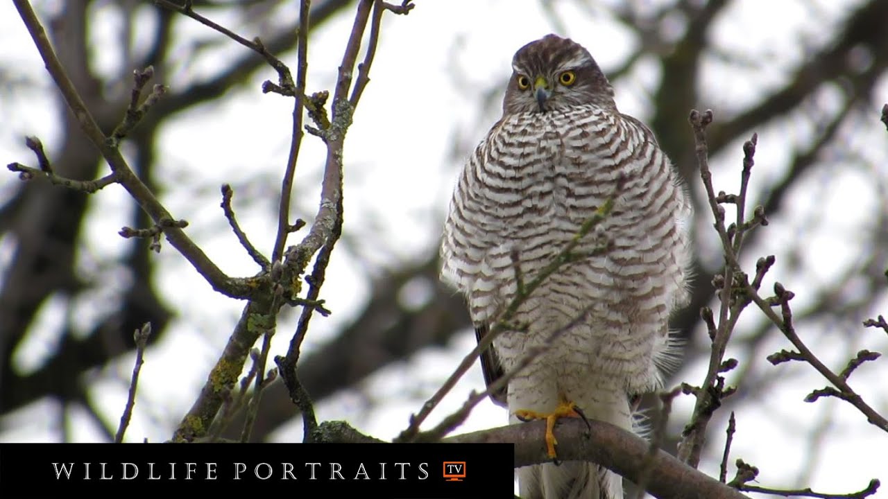 Birdwatching Sparrowhawk (52 min. video) - Kobac, ptica grabljivica, promatranje