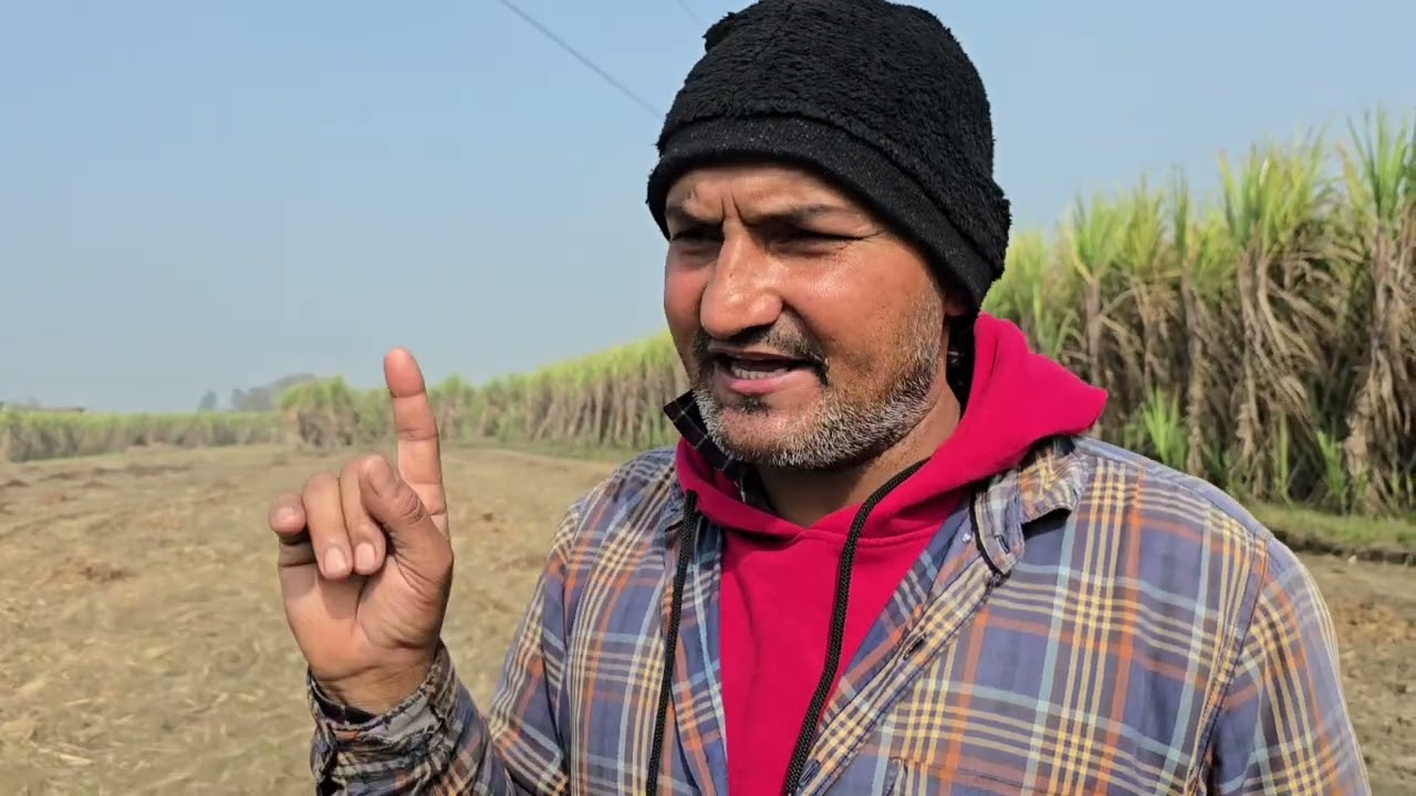 गन्ना की  बुवाई में करते हैं बहुत जल्दी और उठाते हैं बहुत बड़ा नुकसान क्या कारण है..