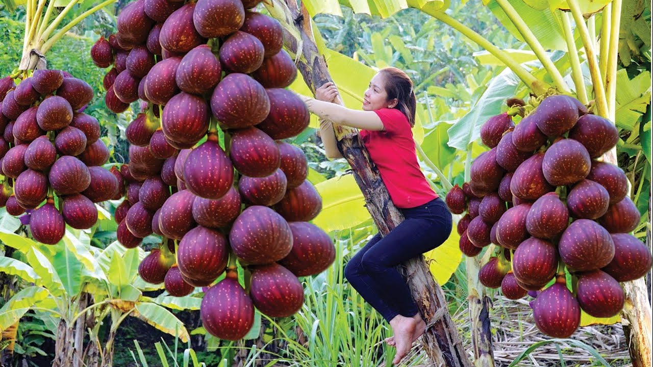 Harvesting 1000+ GIANT Purple Cluster Figs – Rare Exotic Fruits Growing on Trees!