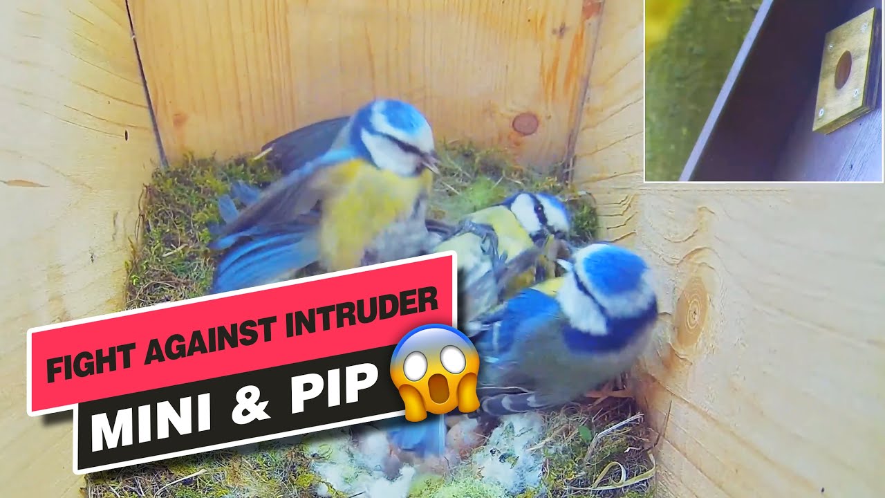 Blue Tits 
