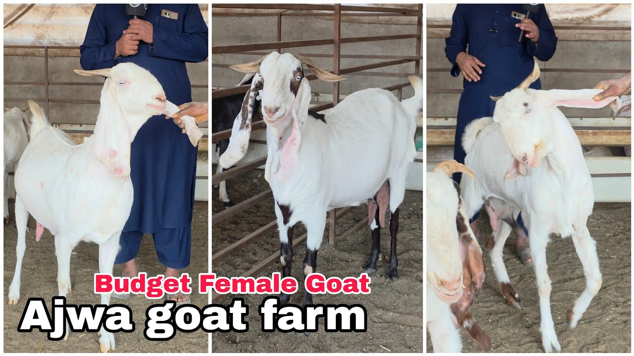 HYDRABAD | HYDPAT AJWA GOAT FARM READY BREEDING SETUP AVAILABLE | 