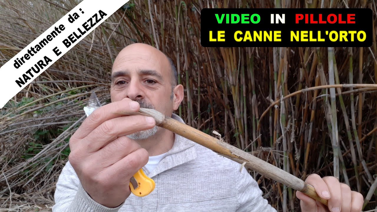 LE CANNE NELL'ORTO