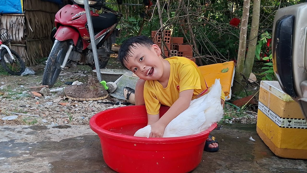 Chuột Lôi Hết Đồ Của Mẹ Bỏ Ra Ngoài Để Bắt Con Gà Cho Bằng Được Nè #ngocdieuvlog #chuotbatga