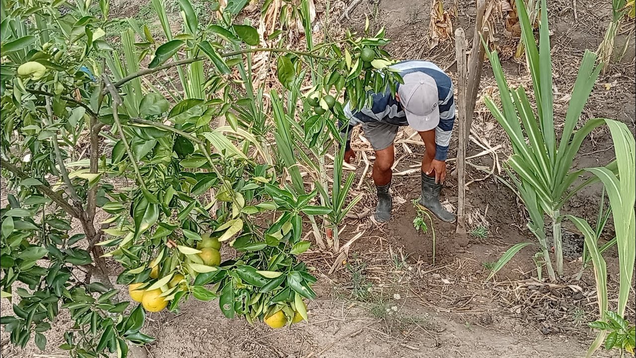 🌱 Plantando na roça: mais um dia de trabalho no sítio #roça #fazenda #pecuarista #agro 