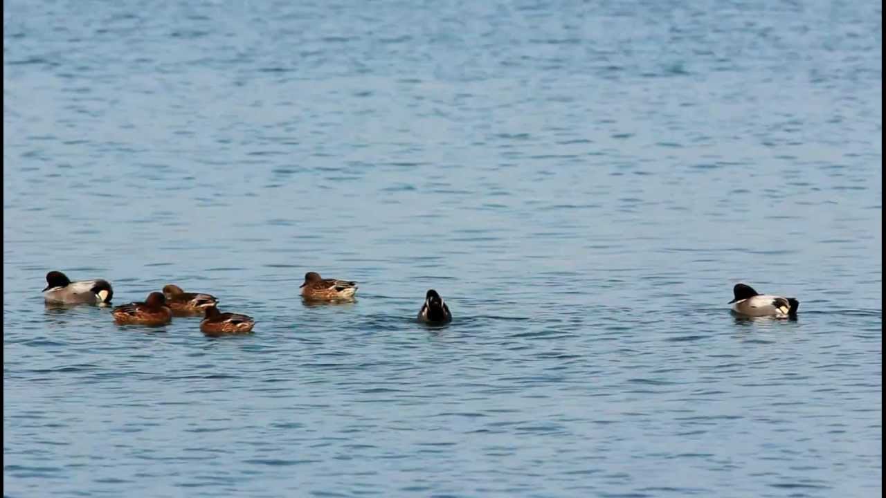 Falcated Ducks (Anas falcata) Courtship Display