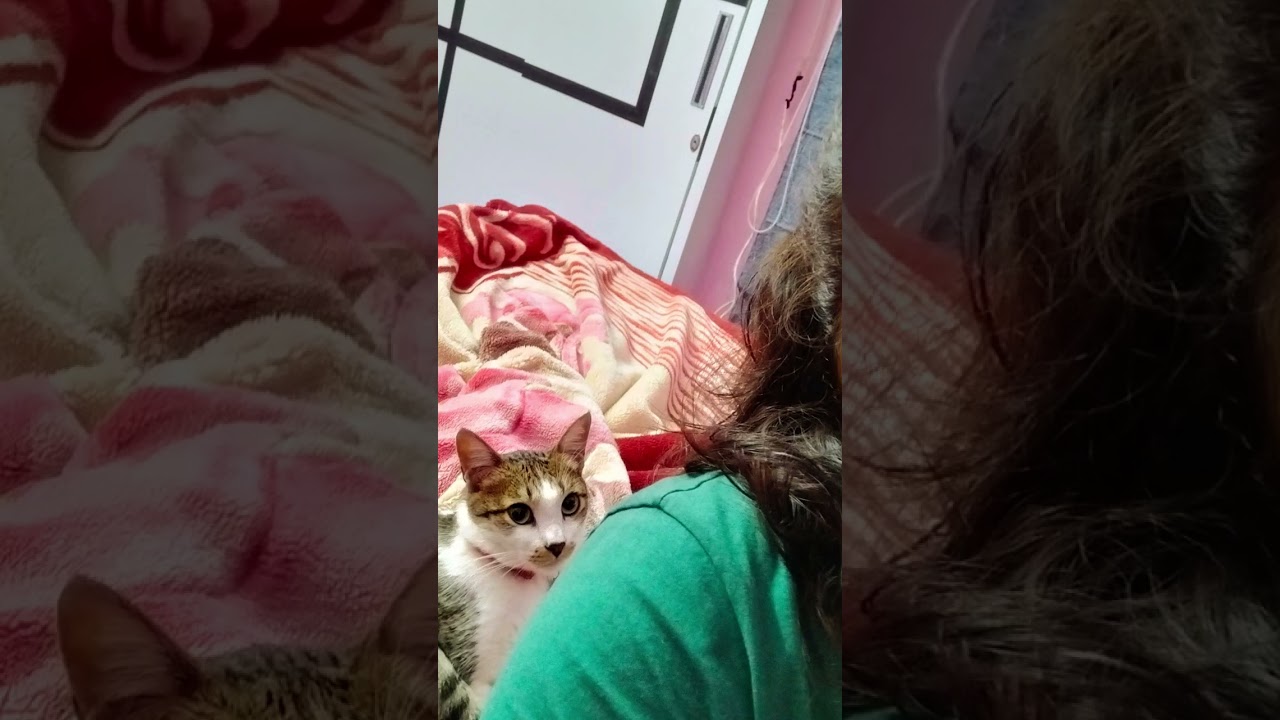 Chances of getting killed by a Cat are less but never Zero ☠️