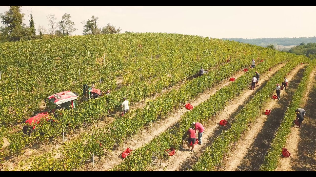 Vendemmia 2023 Braida