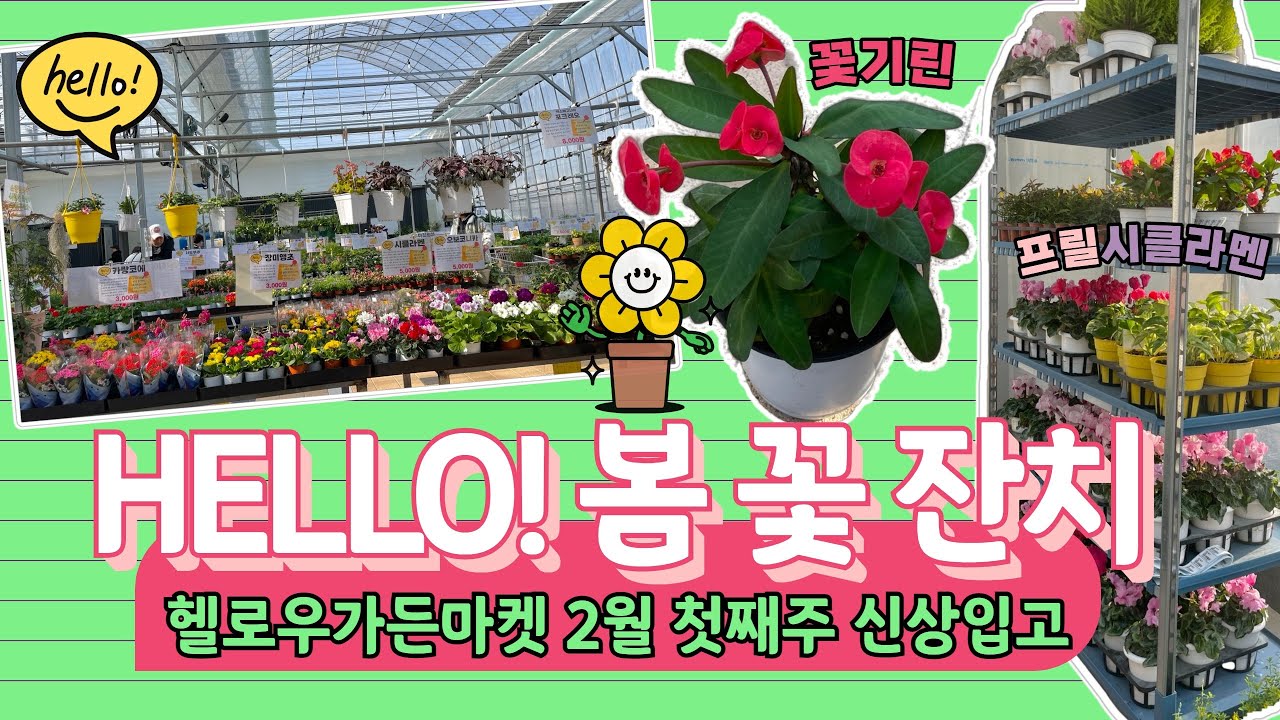 헬로우가든마켓 봄 꽃잔치에 초대합니다🎉2월 첫째주 신상입고/프릴시클라멘, 꽃기린, 캄파눌라, 복수초, 로즈앵초,아젤리아,호주매화🌷