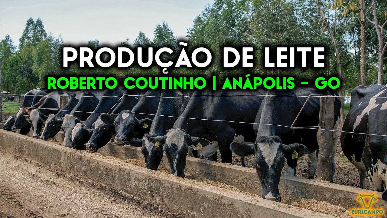 Produção de leite com Roberto coutinho | Anápolis - GO | EURICAMPO