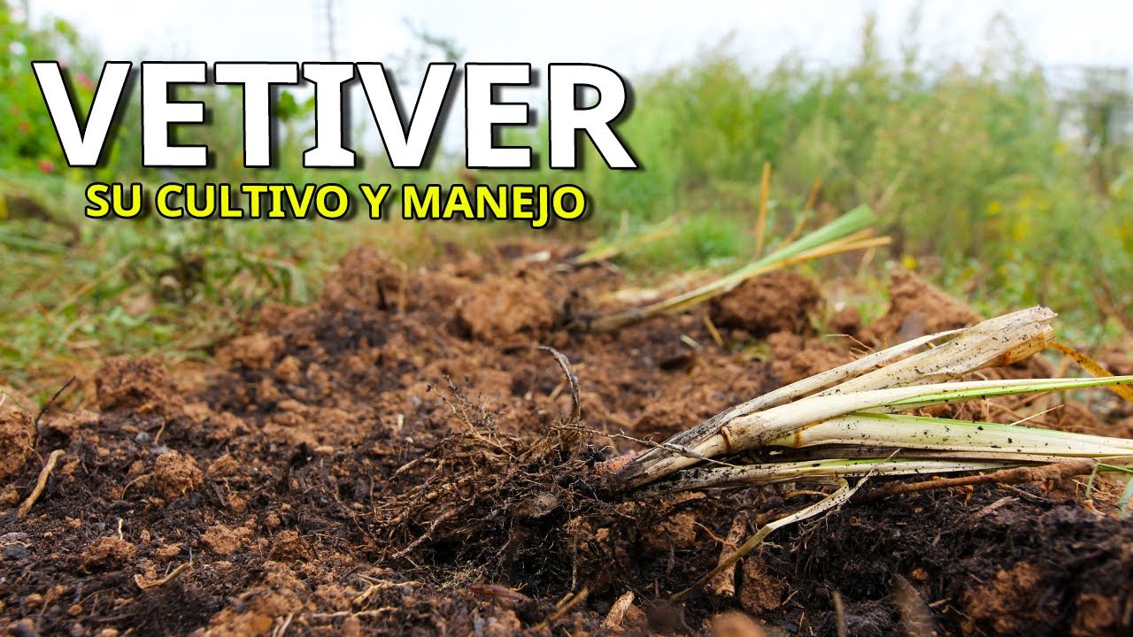 GUÍA Completa VETIVER, una planta desconocida a la que le debemos mucho... (USOS + CULTIVO + MANEJO)