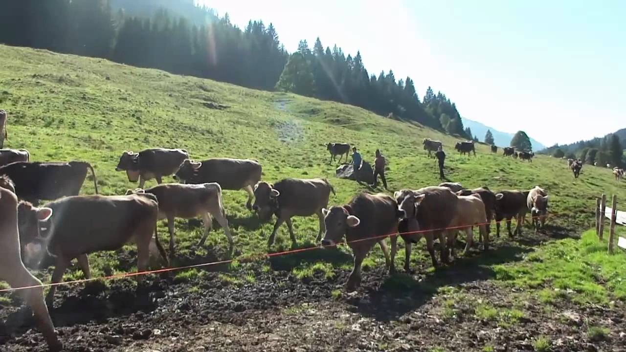 Alpe Schattwald Viehscheid 2012