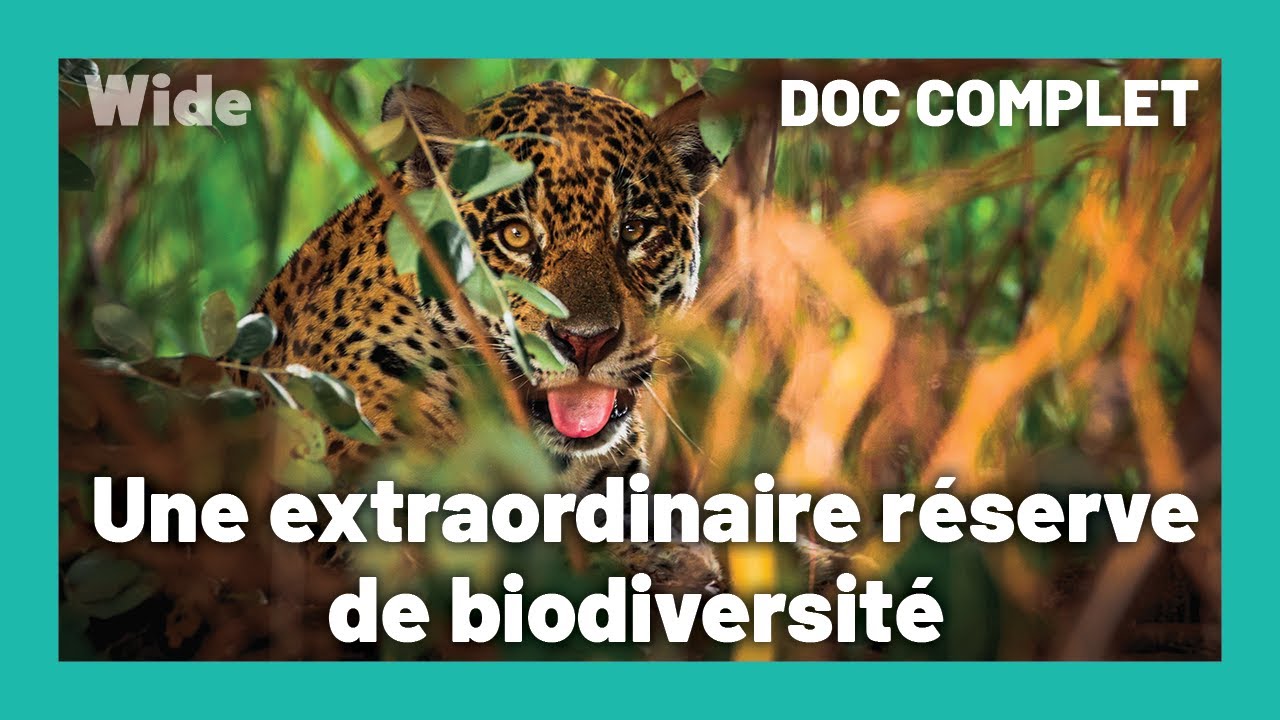 Pantanal : les merveilles du Brésil grandeur nature I WIDE