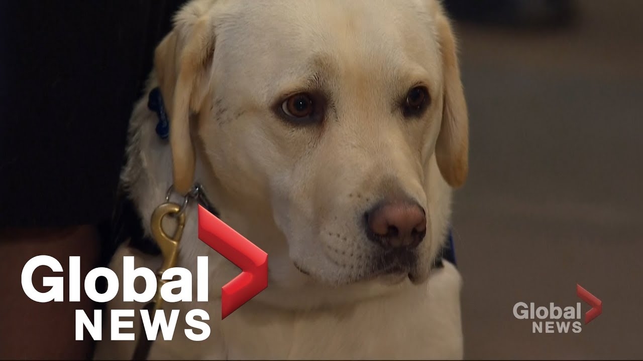 George H.W. Bush's loyal service dog 'Sully' visits his casket