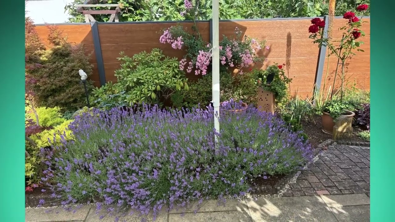 Im Garten der Tieken unser Sommergarten 2025.