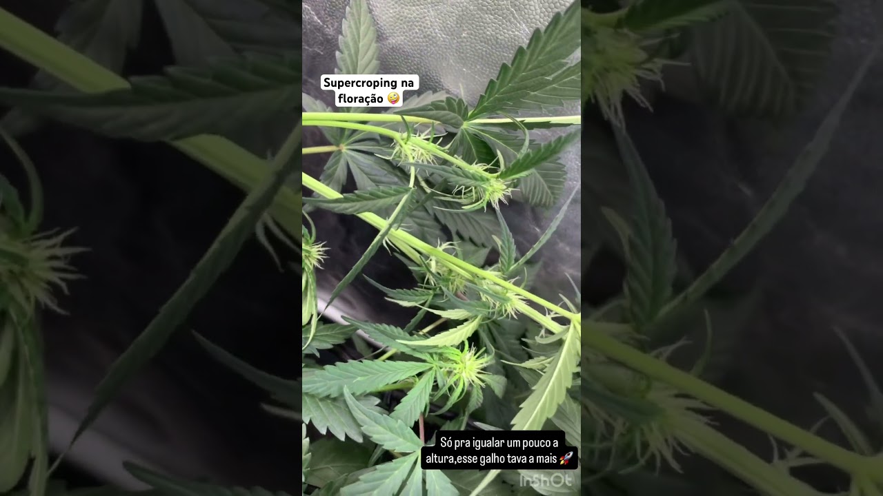 Supercroping na flora&ccedil;&atilde;o&rdquo;autom&aacute;ticas&rdquo; #canabis_sativa #reggaemusic #ervasmedicinaiscaseiras #grow