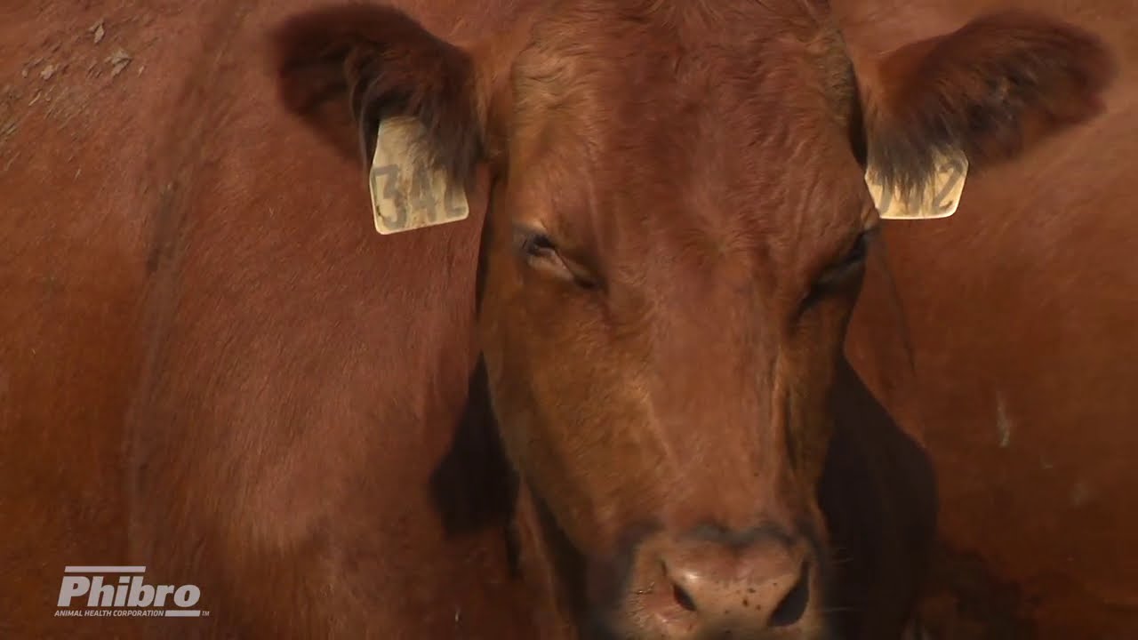 How to Swab for Pinkeye in Cattle